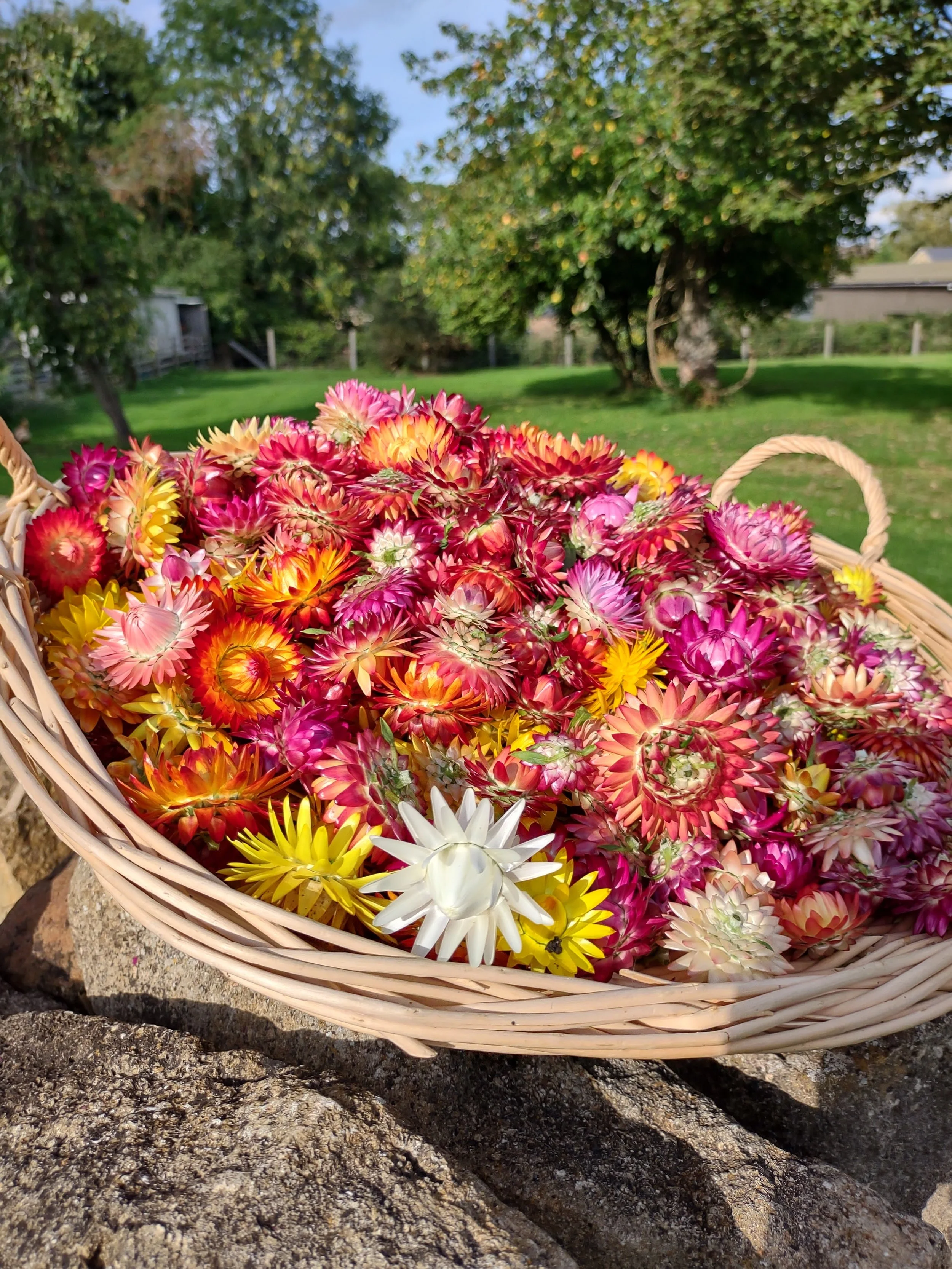 Cotswold Flora's Flowers — Cotswold Flora